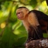 Malpa kapucinska - Cebus capucinus - White-headed Capuchin o0315